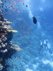 divers underwater ocean swim 68767 1